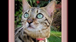 Bengal Cat Voice Sound [upl. by Jariv]