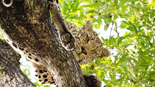 NORTHERN AVOCA male 🦁 NGOBOSWAN male 🐆 RHINO Fight 🦏 [upl. by Codd]