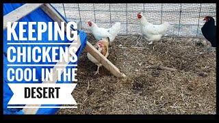 Keeping Chickens Cool on our Arizona Homestead chickens hotchickens [upl. by Taggart552]