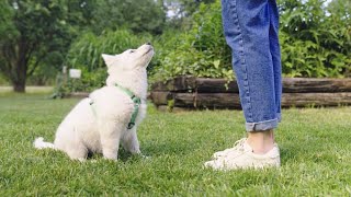 Od czego zacząć szkolenie szczeniaka  TRENING Z PSEM  John Dog [upl. by Sousa]