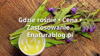 ► Żywokost lekarski  TOP 5 zastosowań  Gdzie rośnie ► Polski żeń szeń ◄ [upl. by Aikam85]