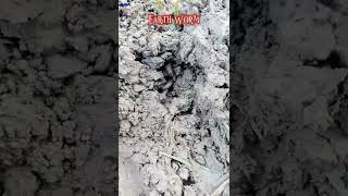 How do Earth worms live into the Soil and they look like in real 🤔 Watch the last one  shorts [upl. by Aerised]