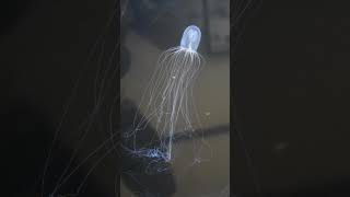 Hydroid Bioluminescence  Telonicher Marine Lab sciencefacts animal biology [upl. by Yragerg]