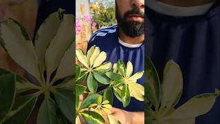 Schefflera Plant Repottingschefflera shorts shortsfeed shortvideos shortsyoutube [upl. by Ijnek]