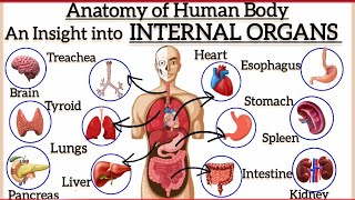 Know your Body INTERNAL ORGANS and their Functions [upl. by Nuri]