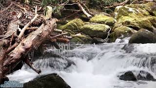 Nature Sounds Soothe the Mind in a Beautiful River  beat Stress Insomnia Nerve Treatment [upl. by Anecuza]