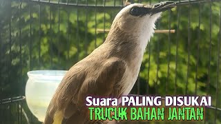 Trucuk BETINA memanggil jantan Suara KESUKAAN untuk Pancingan Trucukan gacor jantan BAHAN [upl. by Lorrayne885]