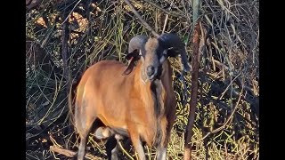 American Blackbelly Sheep Movie [upl. by Hayalat]