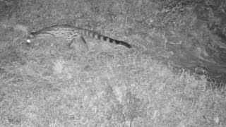 Largespotted Genet on the hunt black tail tip Tembe Sep 19 2024 1205 AM SAST exploreorg [upl. by Eisej]