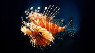 Рыбазебра Pterois volitans [upl. by Herold]