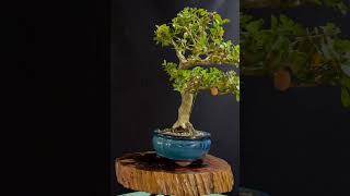 Bonsai Buxus Sempervirens Buxinho  Caldas Bonsai caldasbonsai bonsai artedobonsai bonsaitree [upl. by Lemon343]