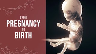 Pregnancy  How a Wonder is Born Animation [upl. by Madoc]