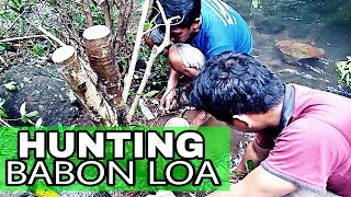 Hunting bonsai  Hunting babon LOA  Ficus racemosa  part 1 [upl. by Lateehs902]