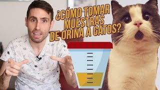 ¿Cómo puedo tomar muestras de orina a mi gato [upl. by Pyne]