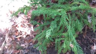 Cryptomeria japonica Spiralis kryptomerie japonská [upl. by Pinchas]