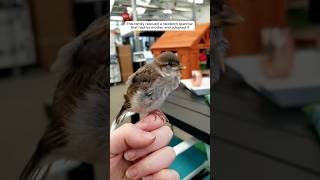 This family rescued a newborn sparrow that had no mother and adopted it animalshorts [upl. by Kcajyllib688]