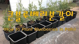 How to Plant Blueberries in Pots  블루베리 분갈이3 ブルーベリー鉢替え蓝莓 [upl. by Holly]