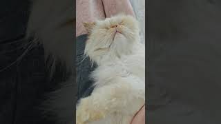 A very spoilt Himalayan Persian Cat [upl. by Ardnekan]