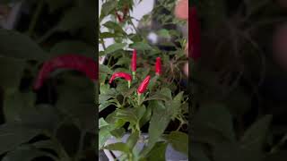 Fresh chilli 🌶️ full of vitamins c and quick recovery from cold [upl. by Hillari]