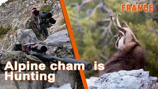 Alpine Chamois Hunting in France  Chasse au Chamois en France  2021 [upl. by Ettennad]