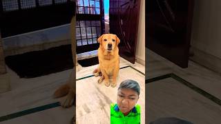 Maje se baithkar khaunga funny comedy dog food foodie ajjubhaiandamitbhailive funnyanimal [upl. by Sundin]