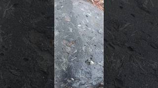 finding an amazing black Matrix flower Stone on crayfish point with Austin rockhunting [upl. by Mcknight291]