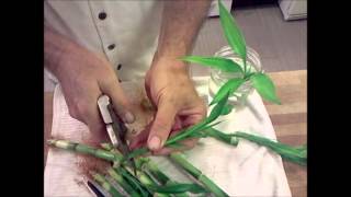 Lucky Bamboo Propagation Tutorial Dracaena braunii plants [upl. by Ettezus]