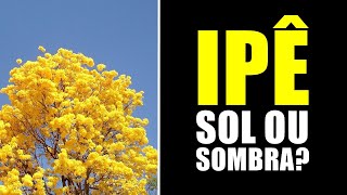 IPÊ GOSTA DE SOL OU SOMBRA [upl. by Shirlee]