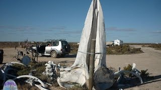 Bush Bay  Western Australia [upl. by Tallbot555]