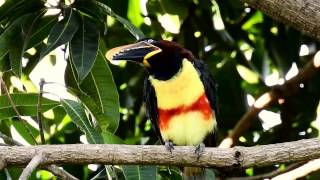 CHESTNUTEARED ARACARI PTEROGLOSSUS CASTANOTIS ARAÇARICASTANHO Free birds in nature [upl. by Mellar]