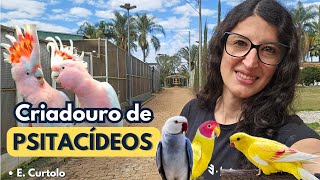 VISITEI UM DOS MAIORES CRIADOUROS DE AVES EXÓTICAS DO BRASIL  RING NECK PAPAGAIOS CACATUAS  UDP [upl. by Nnailuj]