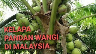 Kelapa Pandan Wangi di Malaysia [upl. by Ameen]