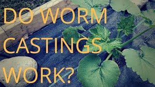 DO WORM CASTINGS WORK LETS FIND OUT [upl. by Ardnasil]