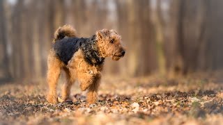 Grooming an Airedale Terrier StepbyStep Guide [upl. by Assiral479]