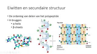 Biochemie deel 3 eiwitten en enzymen [upl. by Denney842]