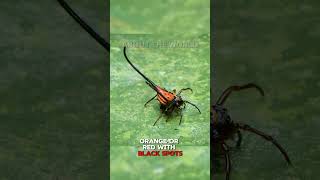 LongHorned Orb Weaver Spider l Spider with Arms [upl. by Yul]