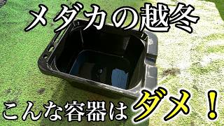 【初めての越冬が不安】メダカの冬越し成功のコツと絶対に注意するべき事 [upl. by Htebasyle970]