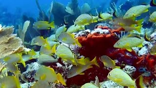 Coffins Patch Reef  Florida Keys [upl. by Conrado97]