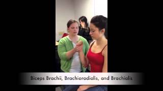 Manual Muscle Test for Biceps Brachii Brachioradialis and Brachialis [upl. by Ianej757]