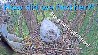 Incredible Story Angel the Leucistic Redtailed Hawk [upl. by Ayahc259]