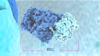 Biogenesis of miRNAs and mode of action [upl. by Reger]