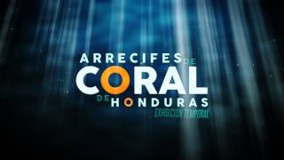 ARRECIFES DE CORAL DE HONDURAS [upl. by Macdonell659]