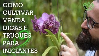 Como deixar orquídeas VANDA lindas e floridas  Vandário do INHOTIM [upl. by Liek239]