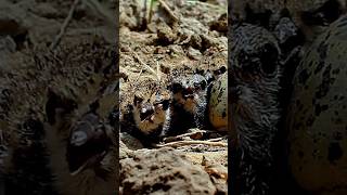 tatiri child  red wattled lapwing baby hatch eggs [upl. by Ahsiruam]