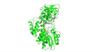 Cyclohexanone Monooxygenase Catalysis [upl. by Yllop]