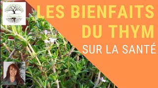 LE THYM  bienfaits sur la santé beauté et bienêtre Traitement pour cystite ORL rhumatisme [upl. by Onaicnop630]