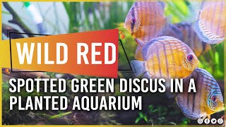 Wild Red Spotted Green Discus in a Planted Aquarium [upl. by Nsaj]