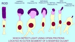 Evolution of Vertebrate Vision 1 opsins photoreceptors in vertebrate ancestors [upl. by Enyaw]