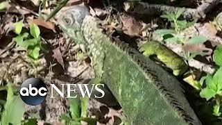 Coldstunned iguanas fall from trees in Florida [upl. by Sayed]