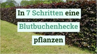 In 7 Schritten eine Blutbuchenhecke pflanzen [upl. by Lust]